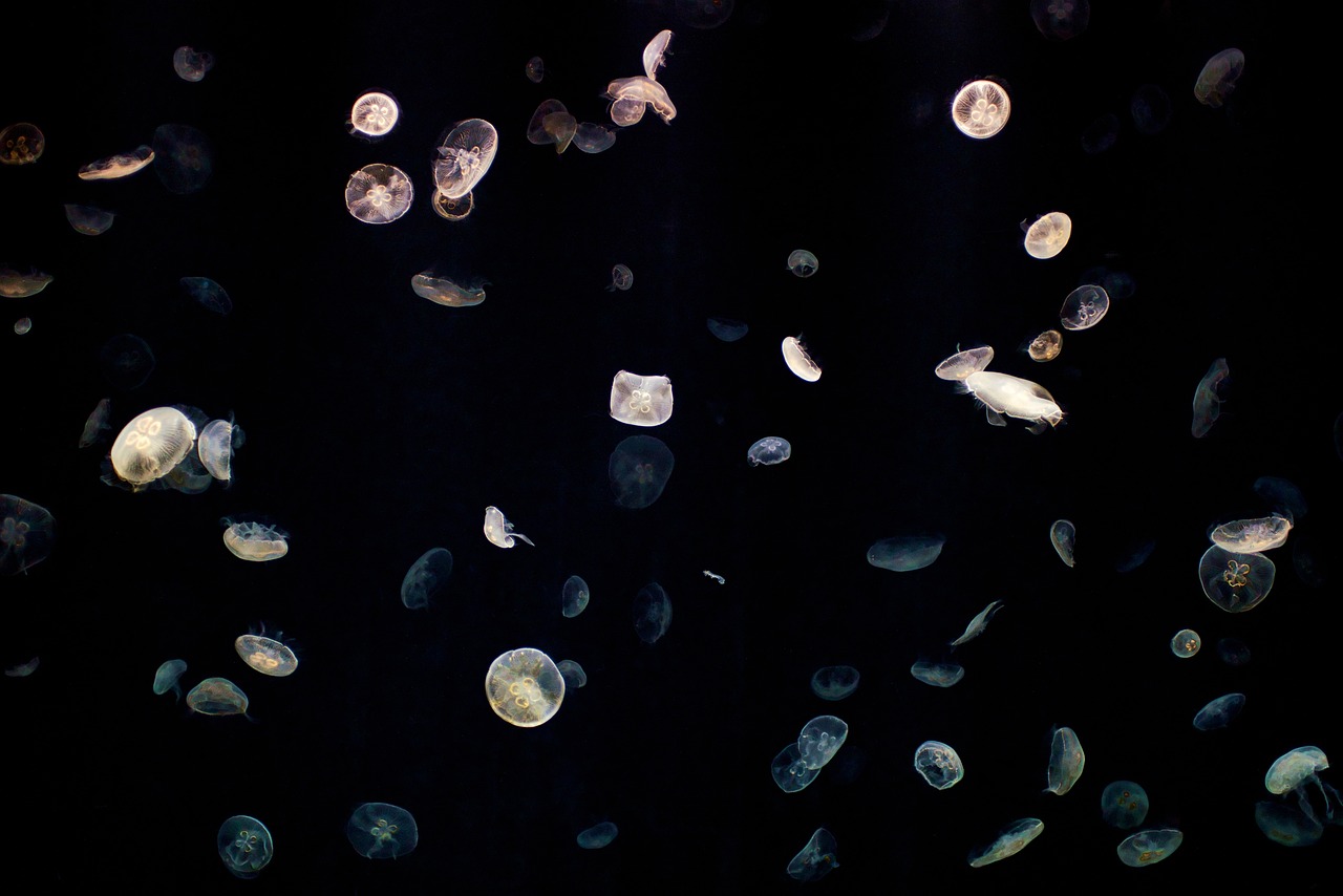The Importance of Marine Litter Clean-Up Operations
